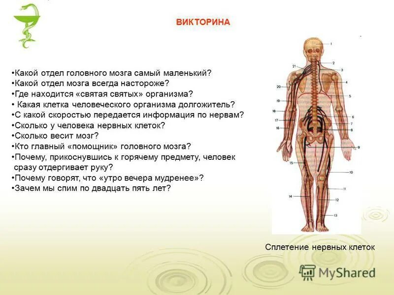 Какому отделу относится человек. Скелет туловища человека состав костей. Система органов человека нервная система. Почему человек относится к царству животных. Изображённый на рисунке организм — это.