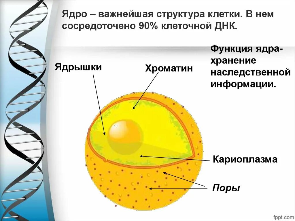 Ядро и ядрышко. Кариоплазма ядра. Кариоплазма строение. Кариоплазма рисунок.