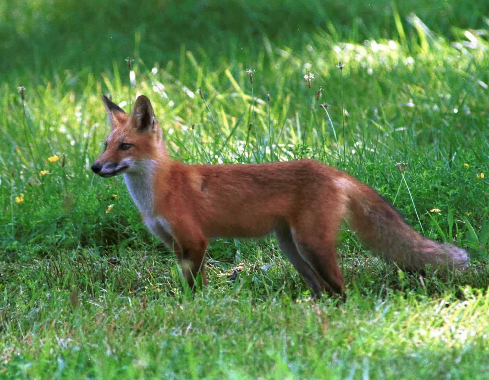 Повадки лисов. Лисица обыкновенная Ставропольский край. Лисица (Vulpes Vulpes). Лиса обыкновенная. Европейская лисица.