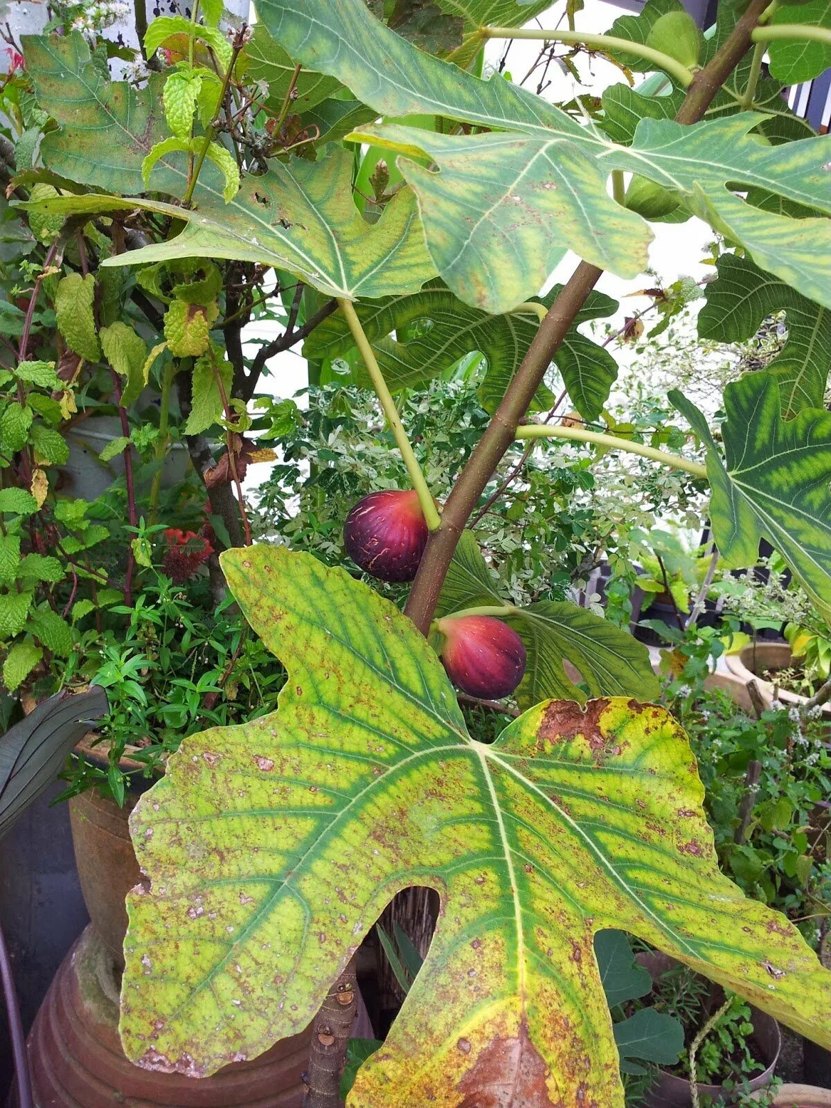 Смоковница обыкновенная инжир. Инжирное дерево. Смоковница дерево. Инжир смоковница. Инжир фиговое дерево.