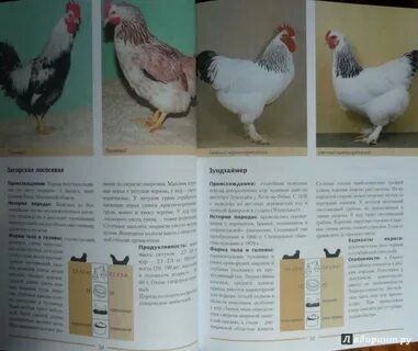 Описание кур название