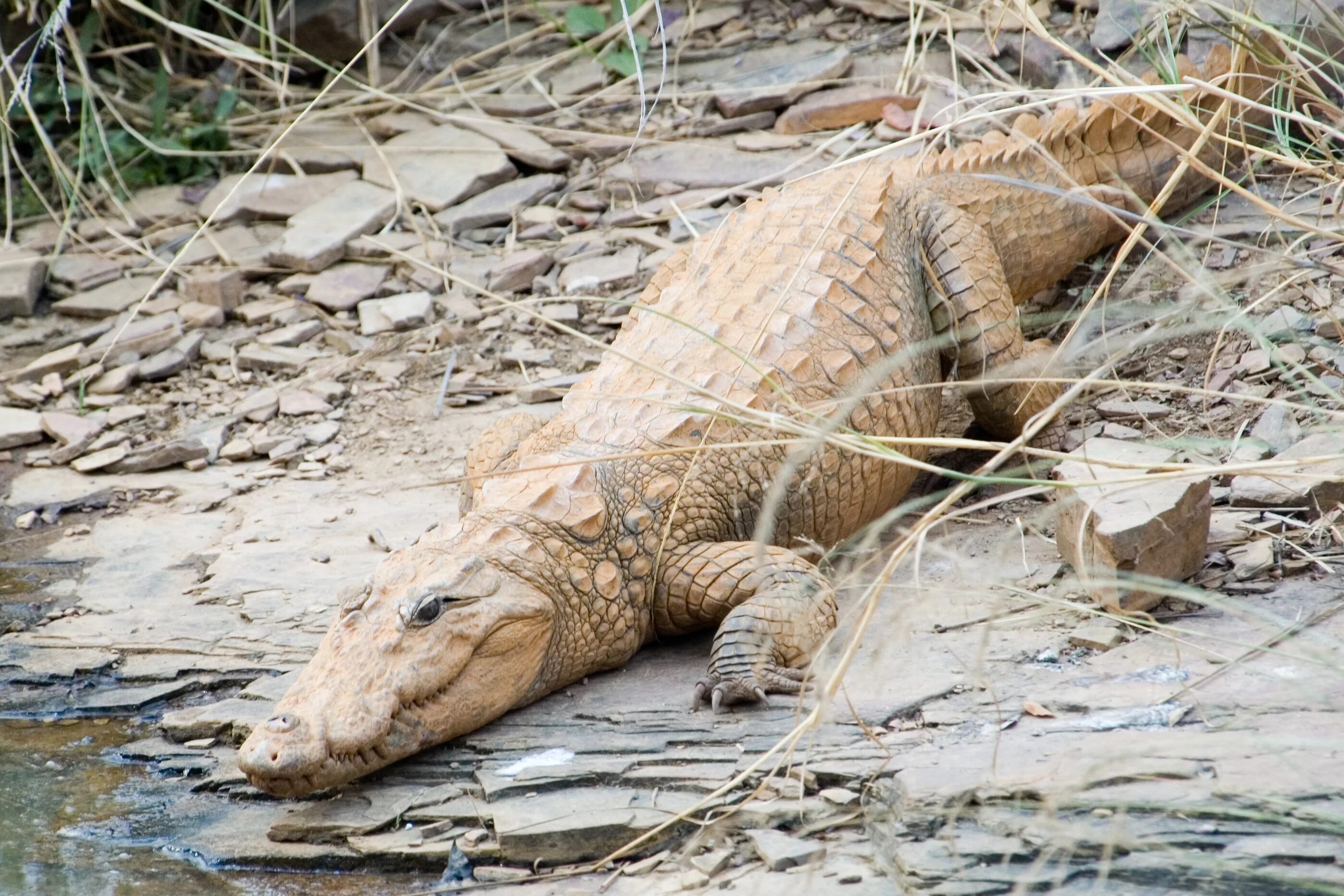 Болотный крокодил. Магер крокодил. болотный крокодил (crocodylus palustris). индийский крокодил магер. индийский (или болотный) крокодил или магер..