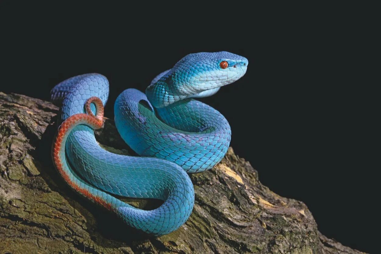 Какой праздник змей. Голубая куфия змея. Всемирный день змеи (World Snake Day). Всемирный день змей 16 июля. С праздником змеи.