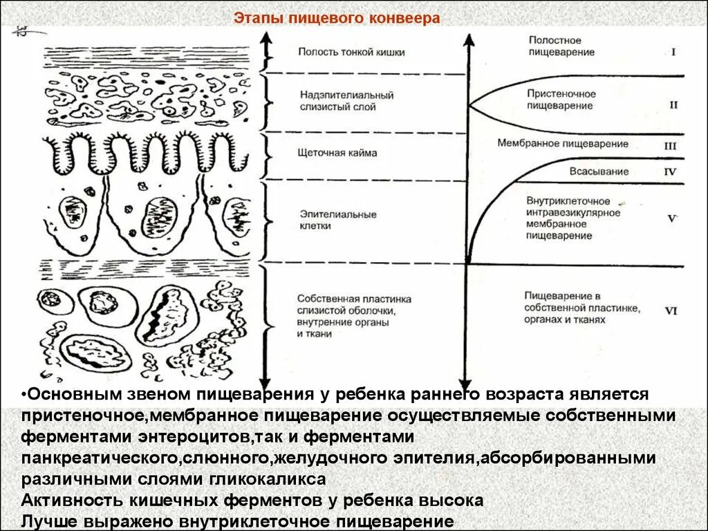 Полостное и внутриклеточное пищеварение