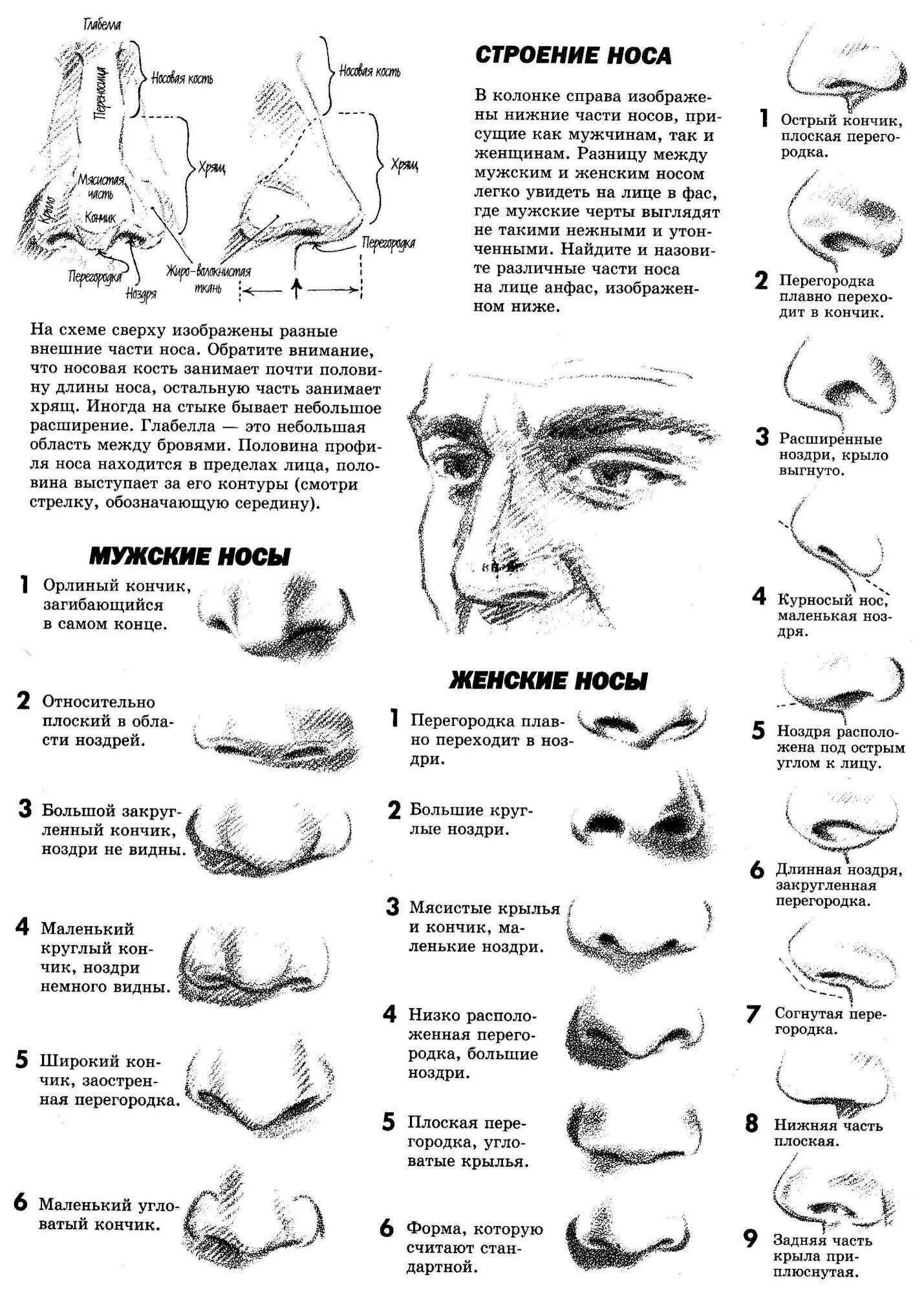 Почему нос назвали носом. Физиогномика формы Носов. Типы Носов курносый. Физиогномика . Характеристика носа. Названия форм Носов.