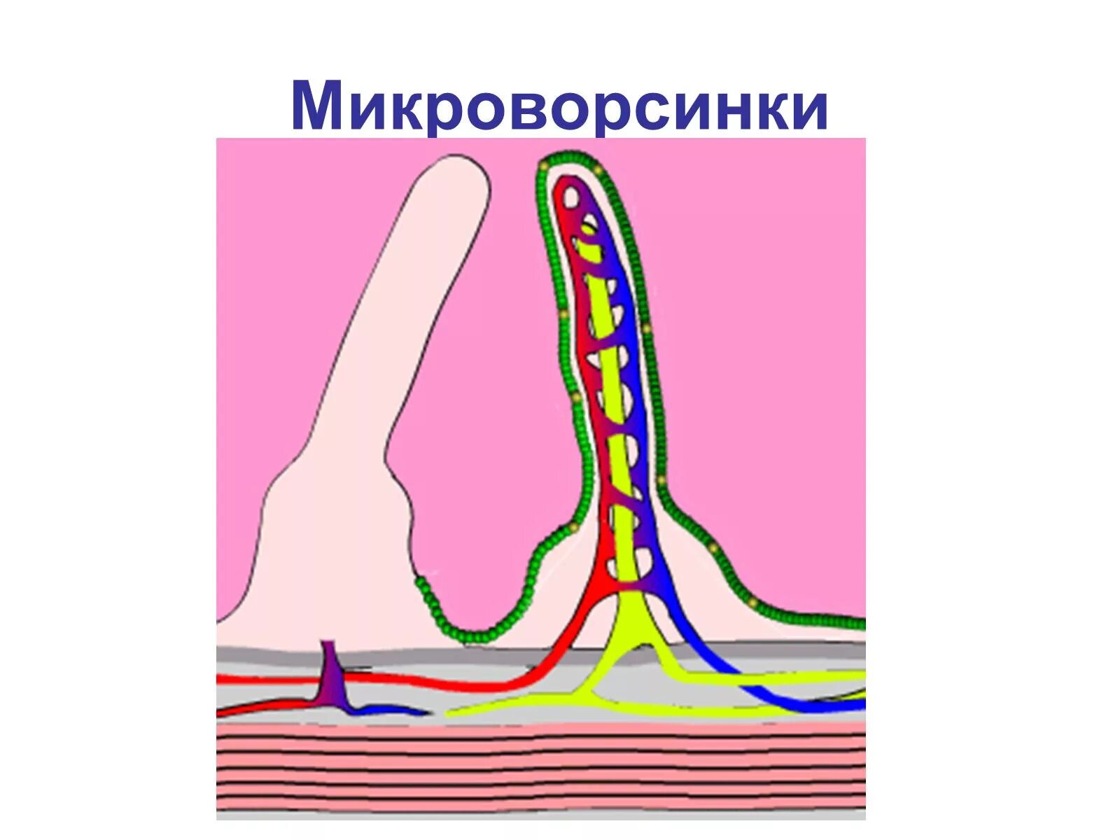 Микроворсинки. Микроворсинки тонкого кишечника. Микроворсинки это в биологии. Микроворсинки строение и функции. Микроворсинки это