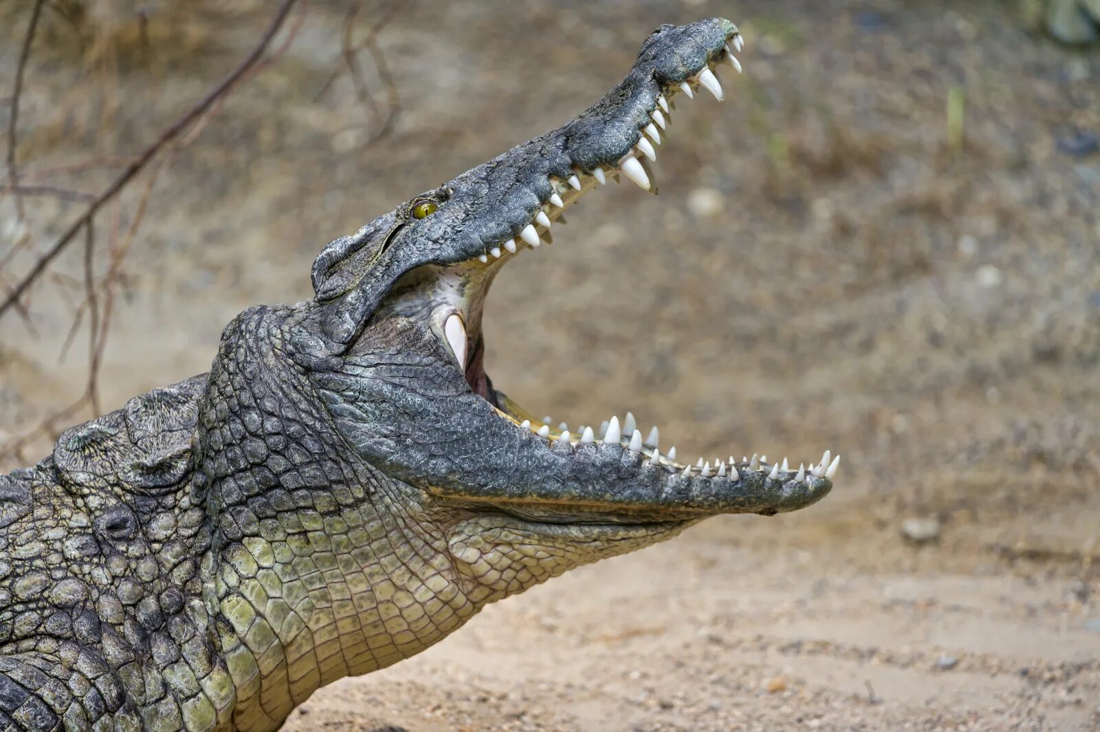 Крокодилы открывают рот. Нильский Аллигатор. Гребнистый крокодил. Гребнистый крокодил пасть. Гребнистый крокодил и Аллигатор.