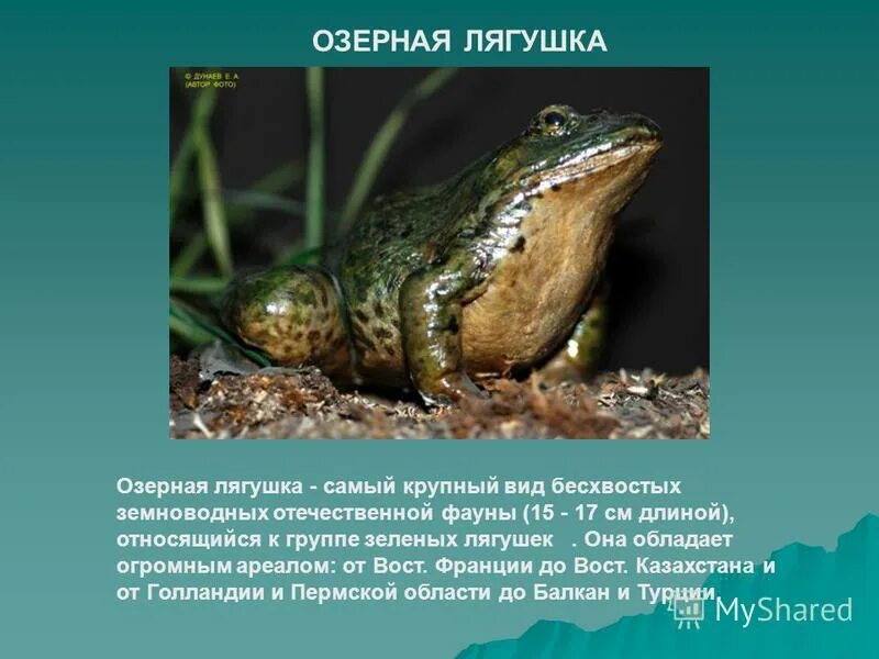 Дивергенция примеры. Различия в окраске озерной лягушки. Задачи на закон харди вайнберга. Естественный отбор жабы\. Остромордая лягушка и травяная отличия.