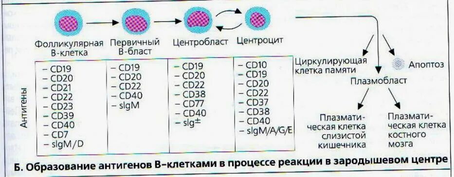 Фенотип лимфоцитов. Иммунофенотипирование лимфоцитов. cd20 лимфоциты. маркеры активации т-лимфоцитов. гамма дельта т лимфоциты иммунология.