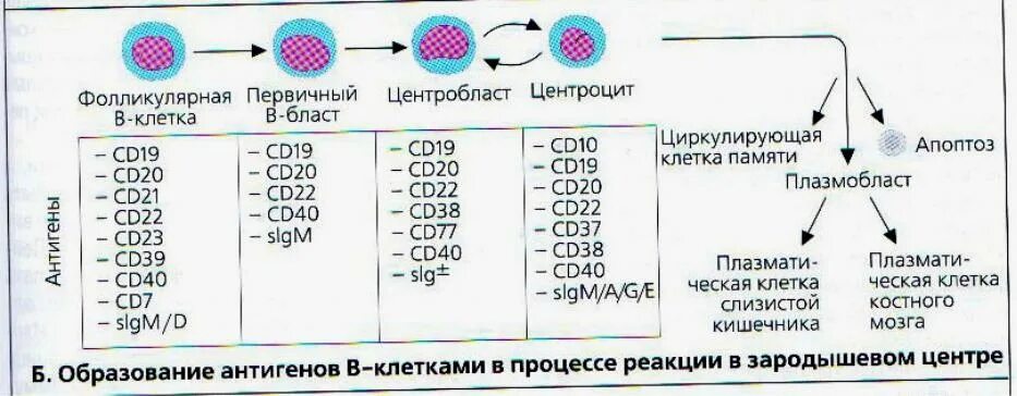 Сд лимфоциты. Маркеры дифференцировки т- и в-лимфоцитов. Гамма Дельта т лимфоциты иммунология. Маркеры активации т-лимфоцитов. Иммунофенотипирование лимфоцитов.