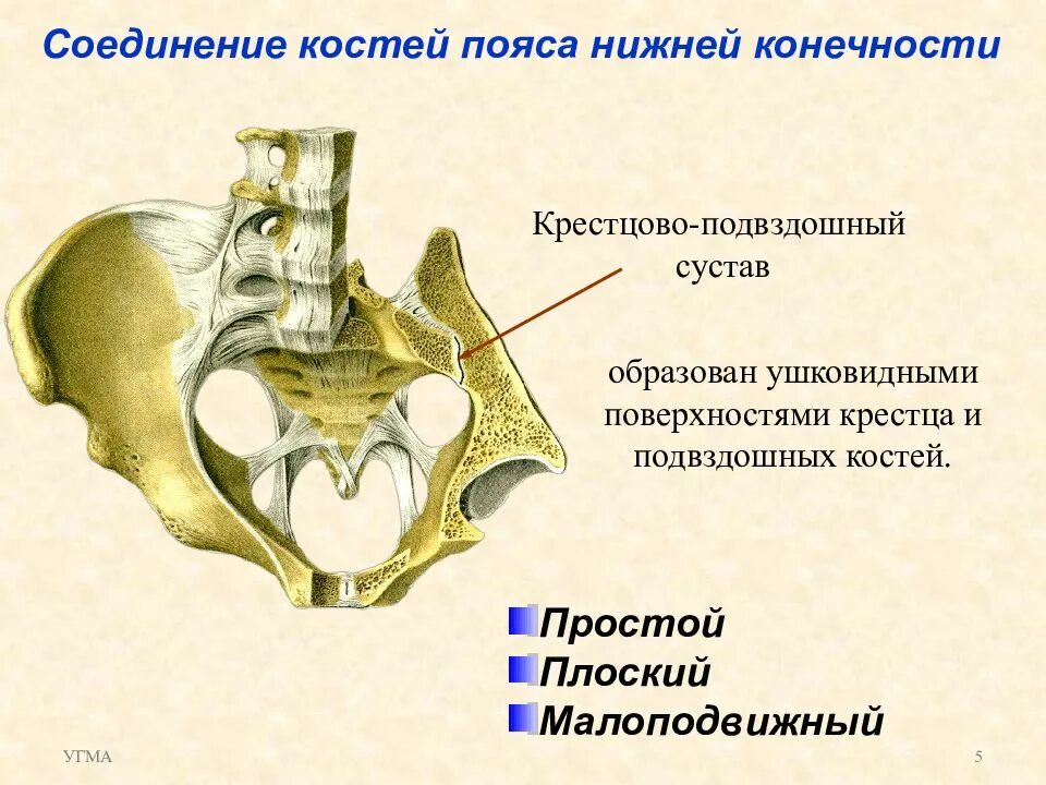Соединение крестцовых позвонков вид соединения. Крестцово-подвздошный сустав образован. межкостные крестцово-подвздошные связки. крестцово-подвздошный сустав (art. sacroiliaca) образуется. соединение крестцово-подвздошный сустав анатомия.