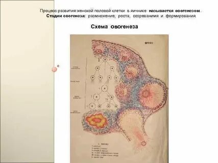 Женских половых клеток яичников