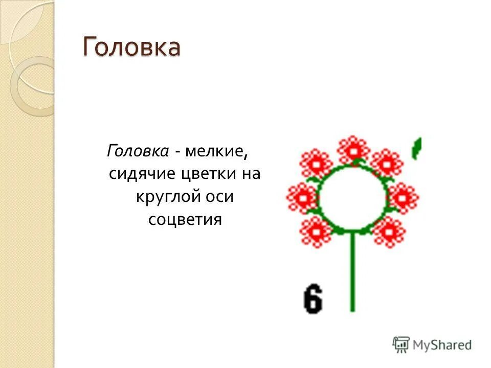 Строение цветка яблони биология. Формула цветка 5 класс биология. Формула цветка ч5л5тбесконечноп1. Строение чашечки цветка. Строение цветка яблони схема.