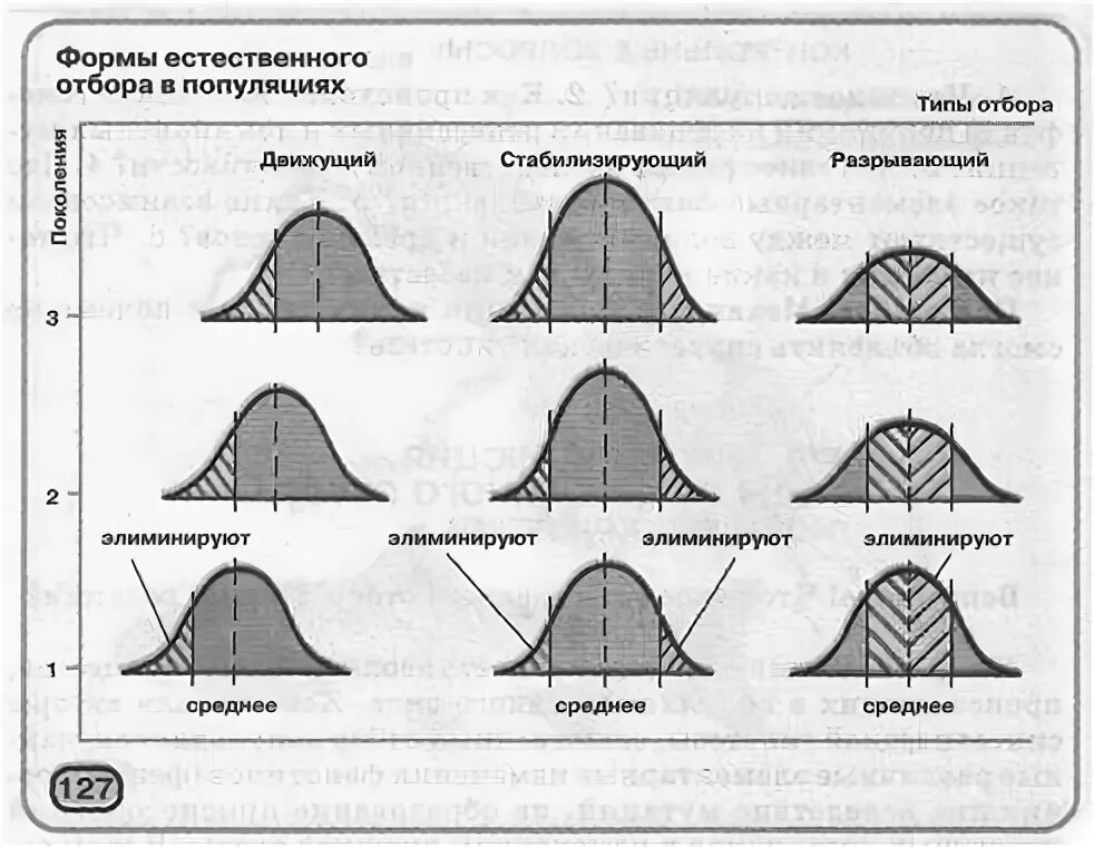 Таблица естественный отбор 9 класс биология. Движущая стабилизирующая и дизруптивная форма естественного отбора. Естественный отбор схема. Формы естественного отбора схема. Стабилизирующий движущий и дизруптивный отбор.