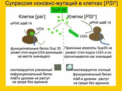 Супрессия