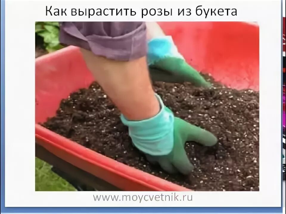 Как посадить розы видео. Как вырастить розу из букета. как посадить розу со стебля.