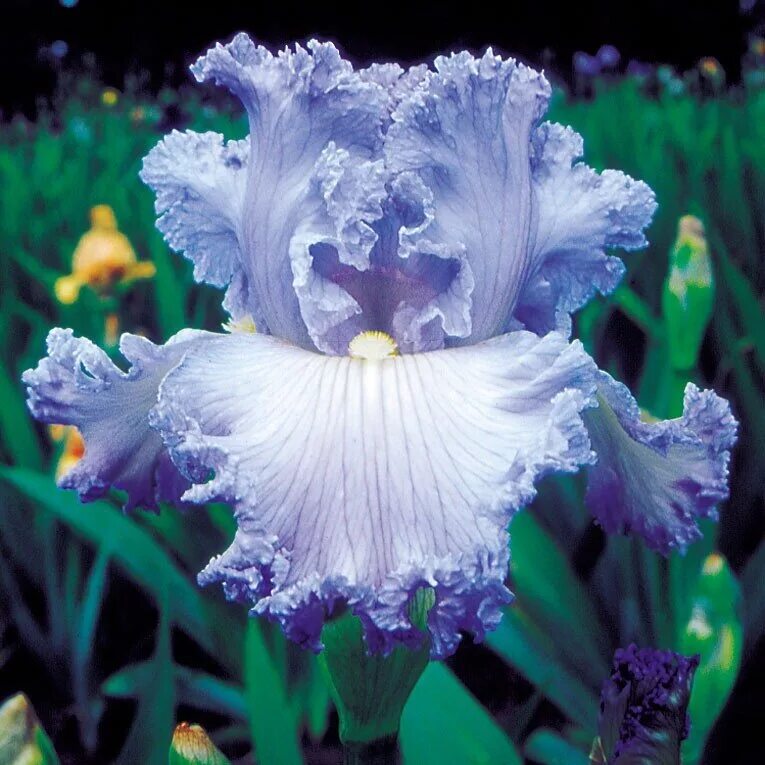 ирис белый с синей каймой. ирис бородатый сорта. ирис садовый (iris hybrid). ирис сорт индра. ирис бородатый (касатик).