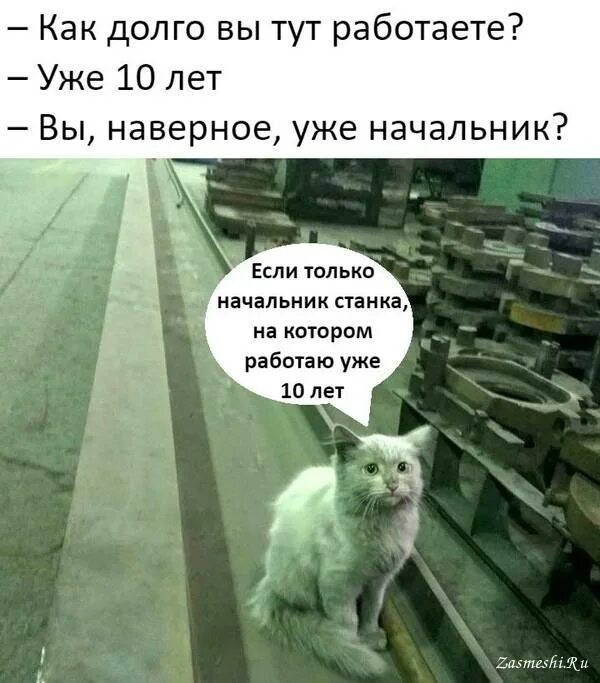 Все работает кроме. Вы наверное уже начальник. смешной кот работает на заводе. вы уже 10 лет тут работаете наверное начальник. как вам работается.