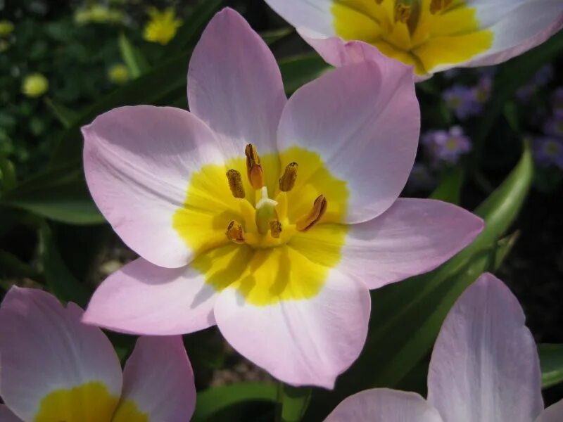 Тюльпан Бекери Лилак Уандер (Tulipa bakeri Lilac Wonder) - Тюльпаны Ботанические