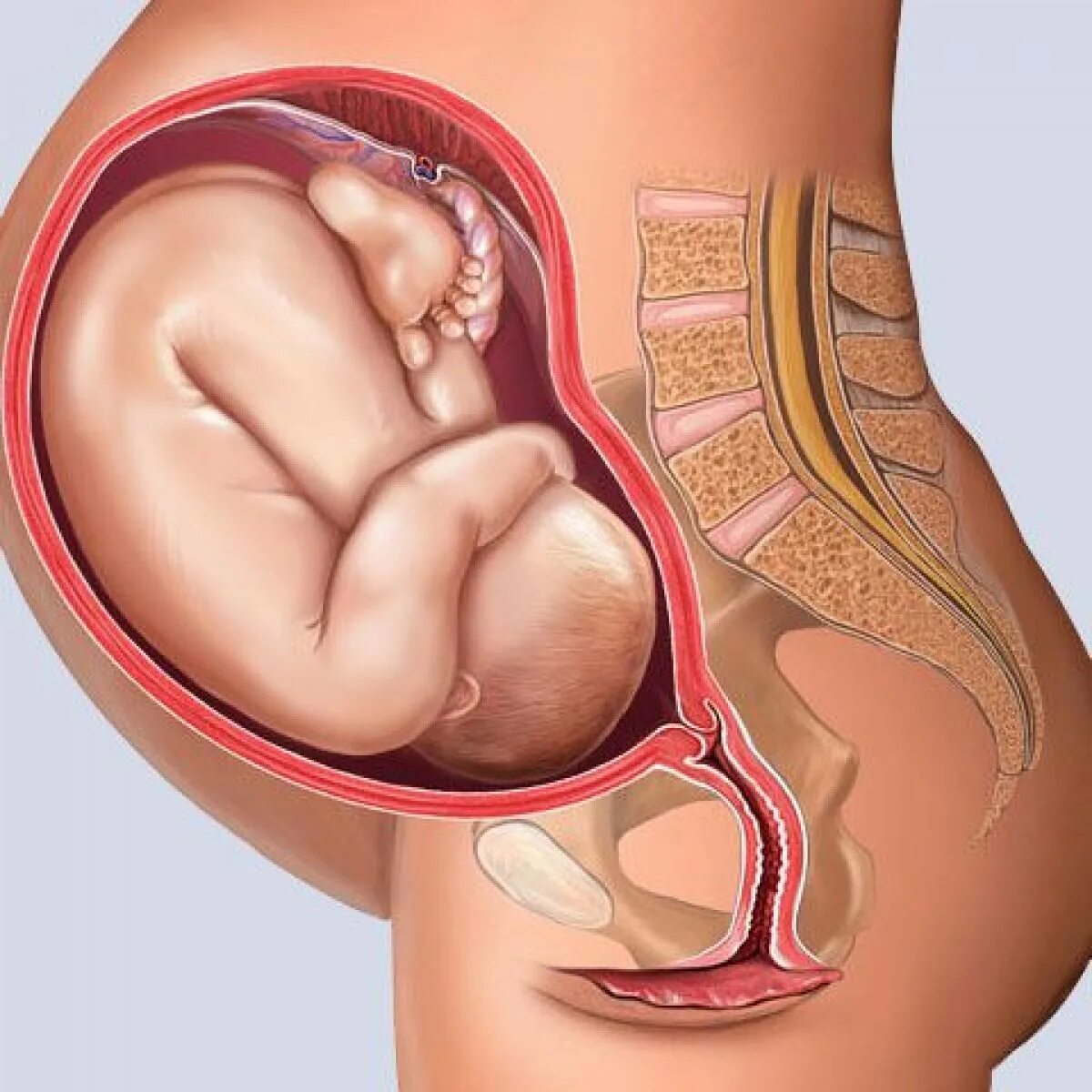 Расположение ребенка в животе. Расположение ребенка в утробе. Расположение ребенка в животике. 35 неделя 2 дня