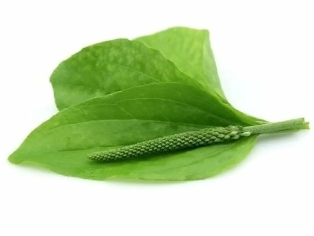 Подорожник луговой. Plantágo). Подорожник 1. Подорожник 1. Подорожник плантайн.