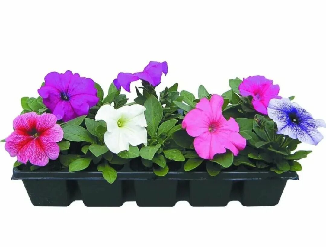 Петуния ампельная в кассетах. Рассада петуния крупноцветковая микс. Рассада цветов в спб. Виола альпензее рассада. Петуния крупноцветковая микс.