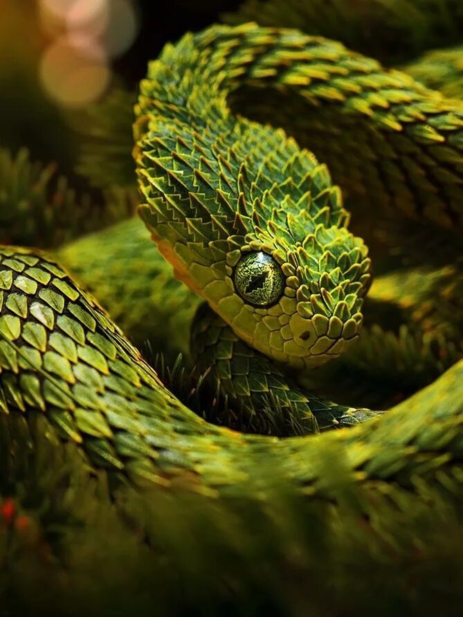 Воздушная рептилия. Кустарниковая гадюка (Atheris. АТЕРИС хиспида. Колючая кустарниковая гадюка. Колючая кустарниковая гадюка (Atheris hispida).