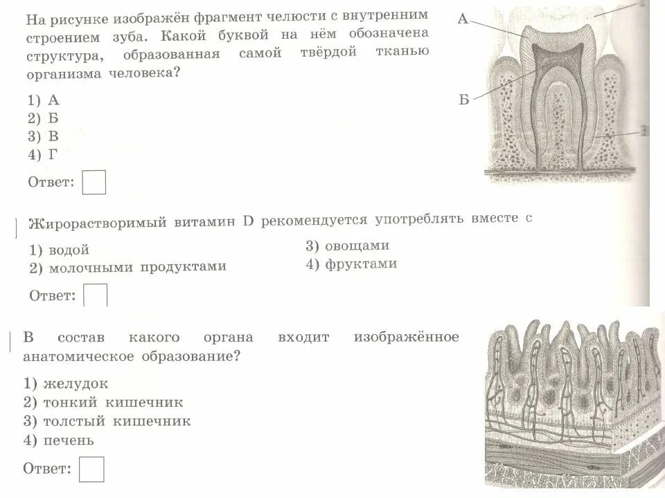 Строение зуба рисунок с обозначениями. Строение зуба биология 8 класс. Челюсть человека внешнее строение внутреннее строение. Фрагмент внутреннего строение.