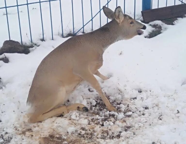 Европейская косуля (Capreolus capreolus). Фото на сайте "Грибы: информация и фот