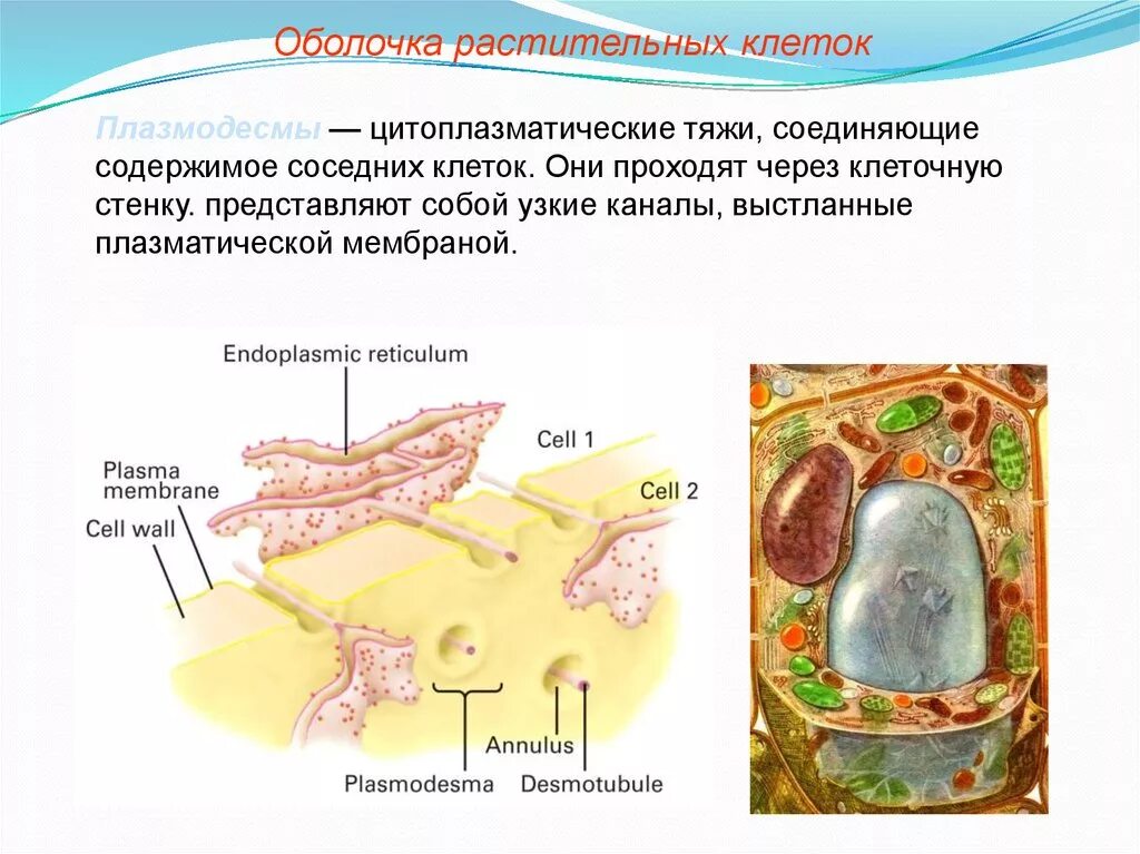 Клеточной мембране клетки грибов. Оболочка растительной клетки. Строение плазмодесмы растительной клетки. Цитоплазматические тяжи. Цитоплазматическая клеточная стенка растительной клетки.