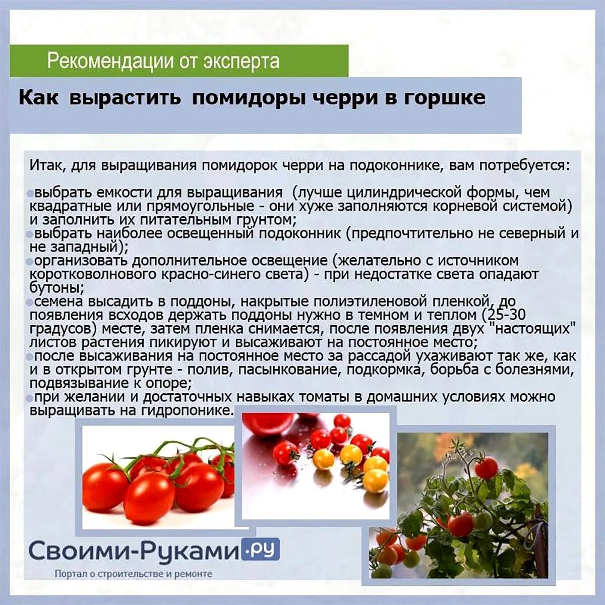 Помидор сколько держит. Томат детерминантный черри. Особенности выращивания томатов. Как растут помидоры. Формирование помидор черри.