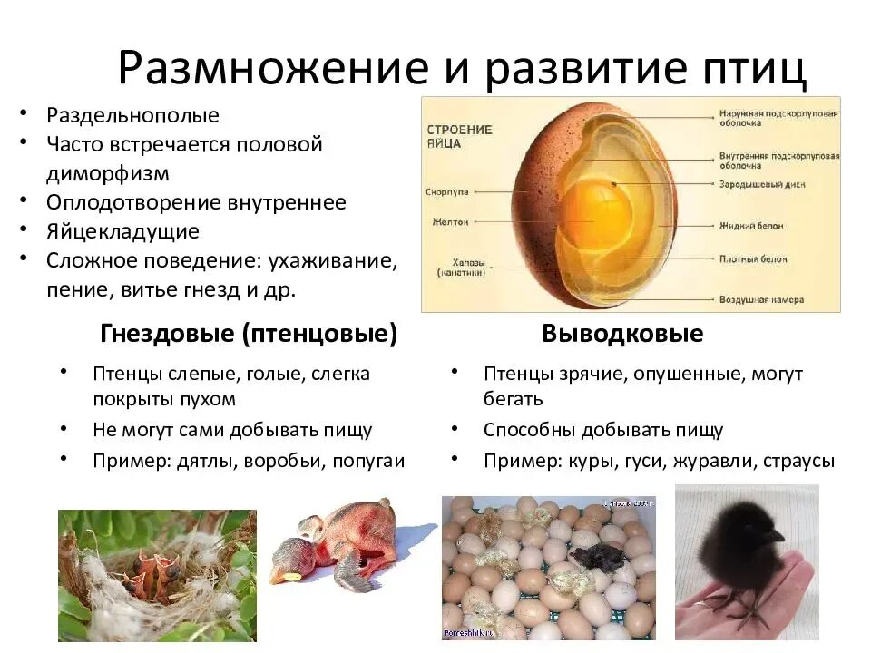Биология 7 класс размножение развитие. Размножение оплодотворение развитие птиц. размножение и развитие птиц строение яйца. класс птиц 7 класс биология строение яйца. размножение и развитие птиц схема.