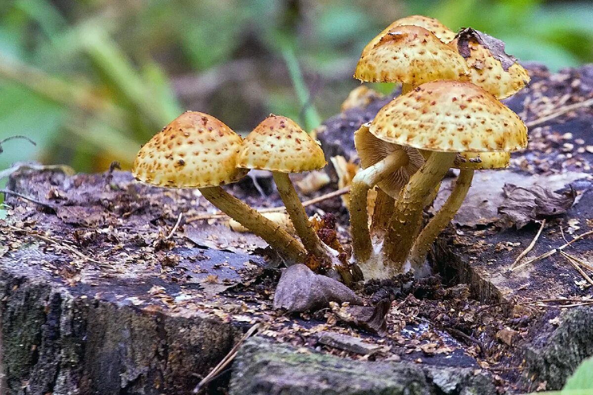 опёнок северный. опята грибы. сосновые опята. опята грибы. тонконогие грибы.