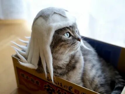 Make cats