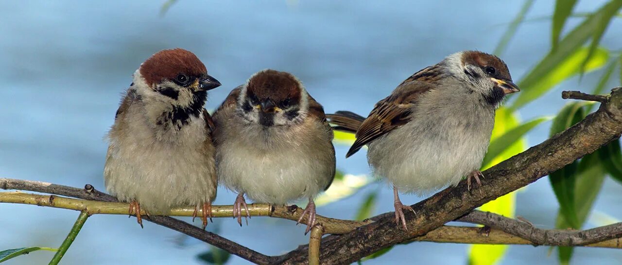 Центр реабилитации диких животных. Какая птица спасла. Дно болота приют. Ягоды для птиц. Дрозд рябинник жимолость.