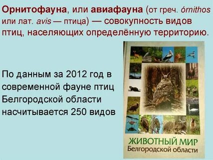 Орнитофауна
