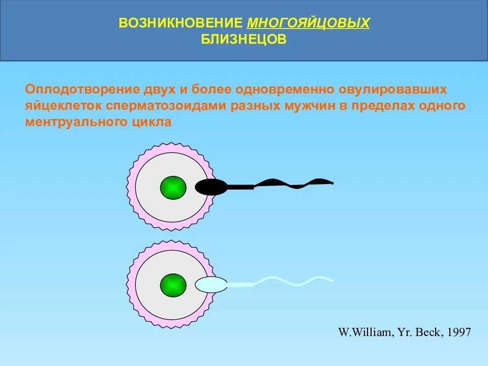 1 спермий сливается с. Оплодотворение. Оплодотворение двух яйцеклеток. Оплодотворение двух яйцеклеток одновременно. Попадание сперматозоида в яйцеклетку.