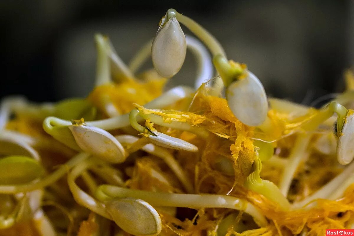 проросток тыквы. лабораторная работа прорастание семян т. гнилой кабачок. пророщенные семена гинкго. проросток семени тыквы.