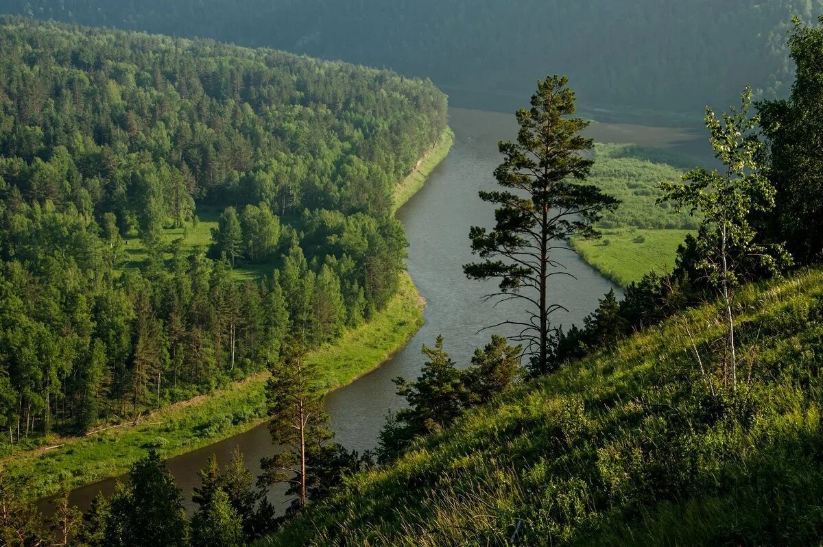 Леса южной сибири. Красноярский край Тайга Енисей. Тайга леса Красноярск. Тайга река Енисей. Тайга река Красноярск.