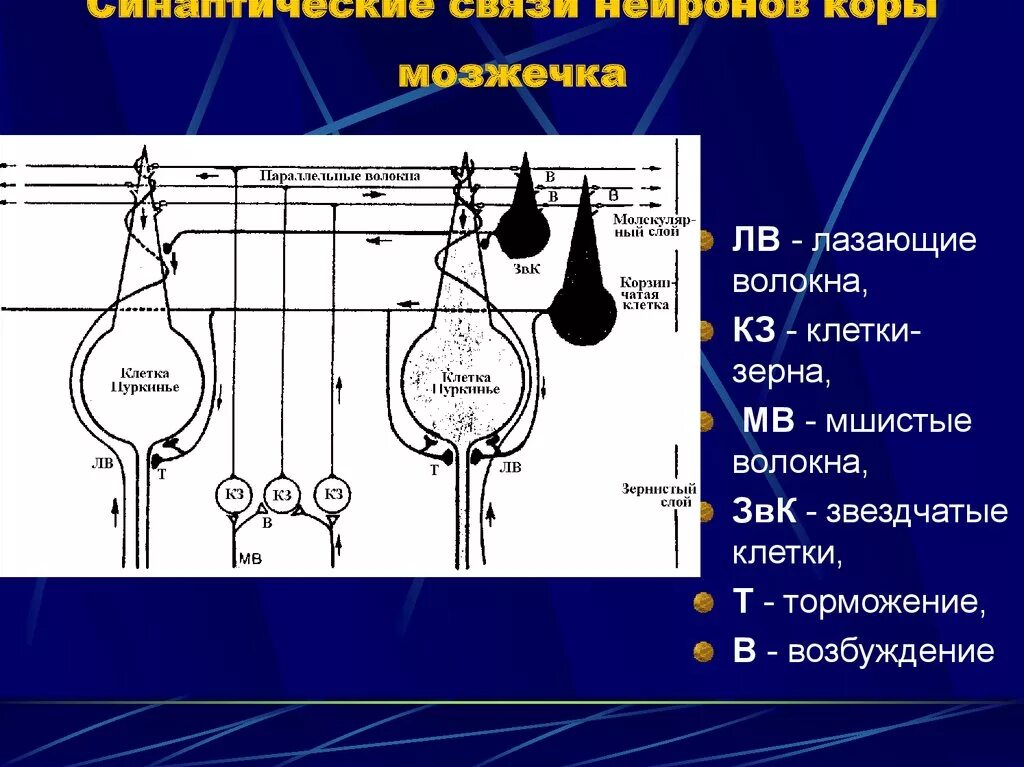 Мозжечок волокна. Взаимосвязь нейронов коры мозжечка. Нейроны молекулярного слоя коры мозжечка. Тормозной Нейрон коры мозжечка. Звездчатые клетки коры мозжечка.