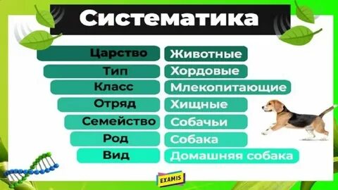 Систематические категории огурца обыкновенного