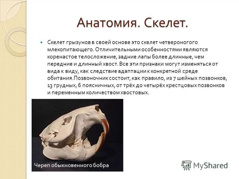 Грызуны особенности строения кратко
