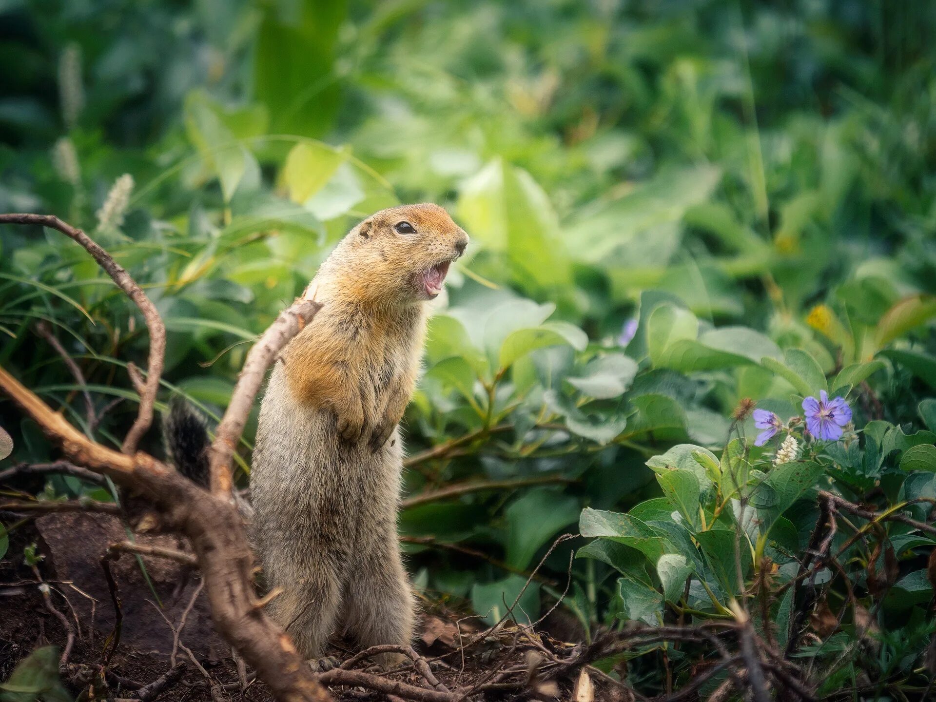 Суслик лес. Длиннохвостый суслик Дальний Восток. Длиннохвостый суслик. Gopher суслик. Реликтовый суслик.