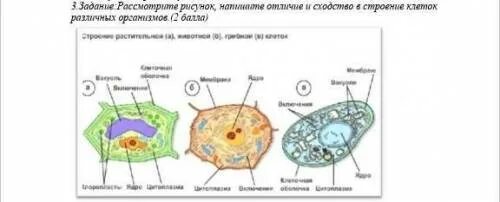 Рисунок растительной клетки ВПР 6 класс. Строение растительной клетки 6 класс ВПР. Сходный план строения клетки. Растительная клетка ВПР 6 класс.