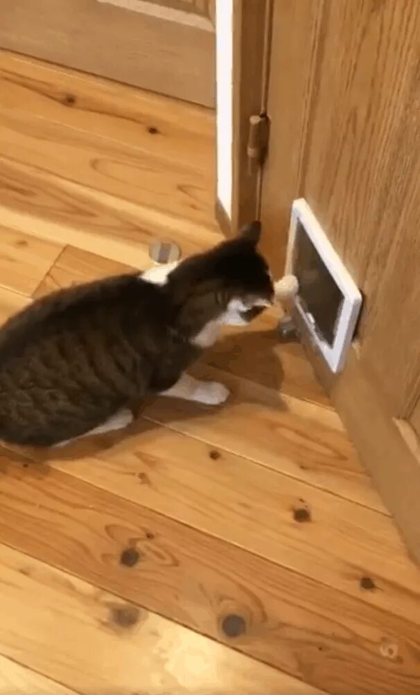 Кот не заходит в бар. Кот бьет по дверце. котик заходит в дверь.