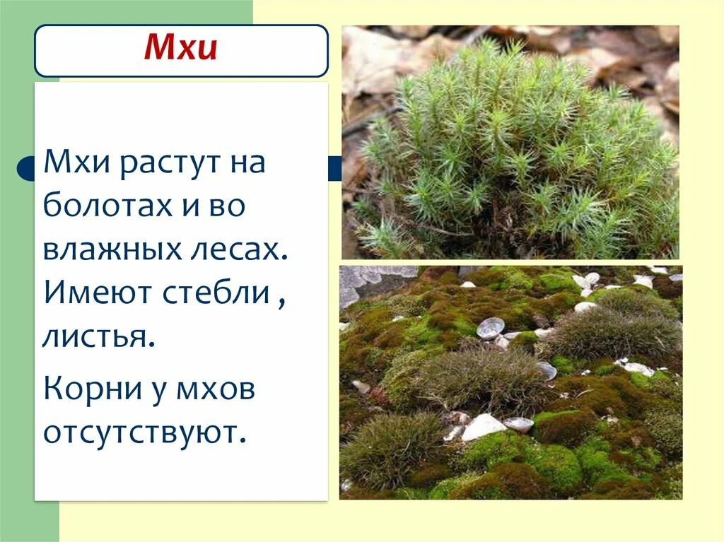 В какой природной зоне растет мох. Сфагнум и ягель. Мох. Мох растение. Сообщение о мхах.