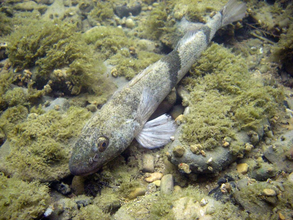 Родич карпа 4 буквы. Romanichthys valsanicola. Родич карпа 4 буквы. Карп (cyprinus carpio). Золотой карась пресноводные рыбы.