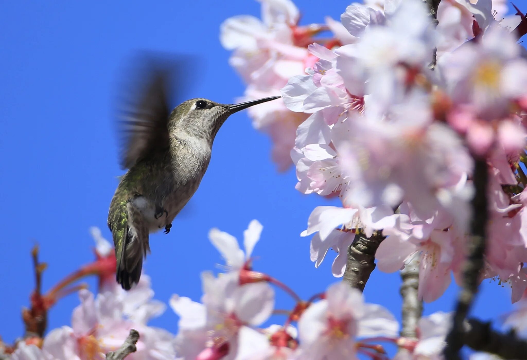 Птицы весной цель. Колибри на дереве. Природа птицы. Весенние птички.