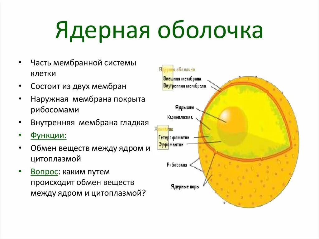 Строение ядра ядерная оболочка. Строение внутренней мембраны ядра. Строение ядерной оболочки. Составляющие части ядра клетки. Назовите структуры ядра