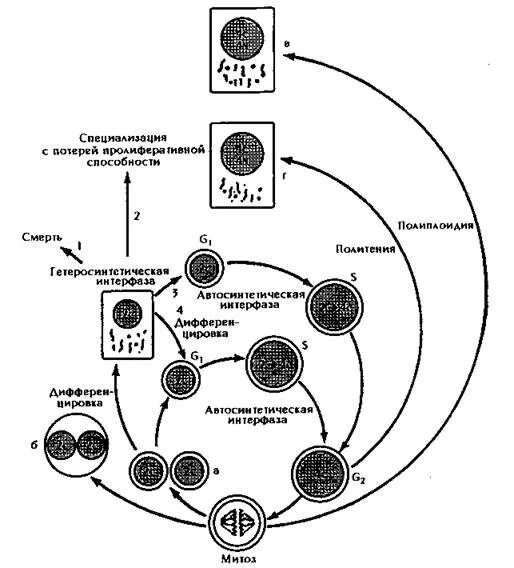 Схема жизненного цикла клетки гистология. Схема жизненного и митотического циклов клетки. Клеточный митотический цикл схема. Стадия жизненного цикла клетки схема.